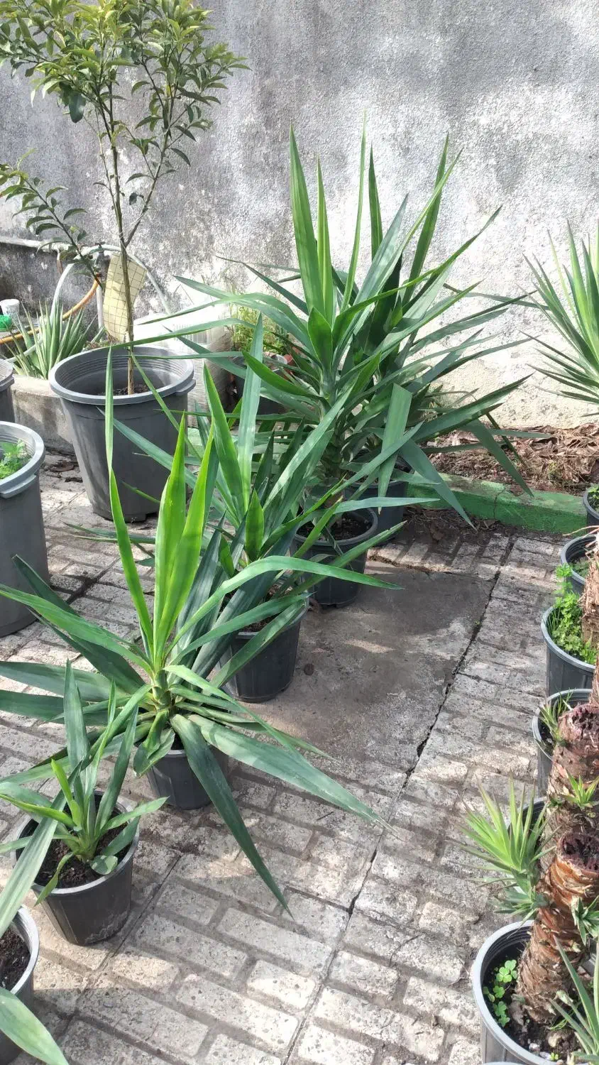 بونسای یوکا گونه خاص|گل و گیاه طبیعی|بندر انزلی, کوی آزادگان|دیوار