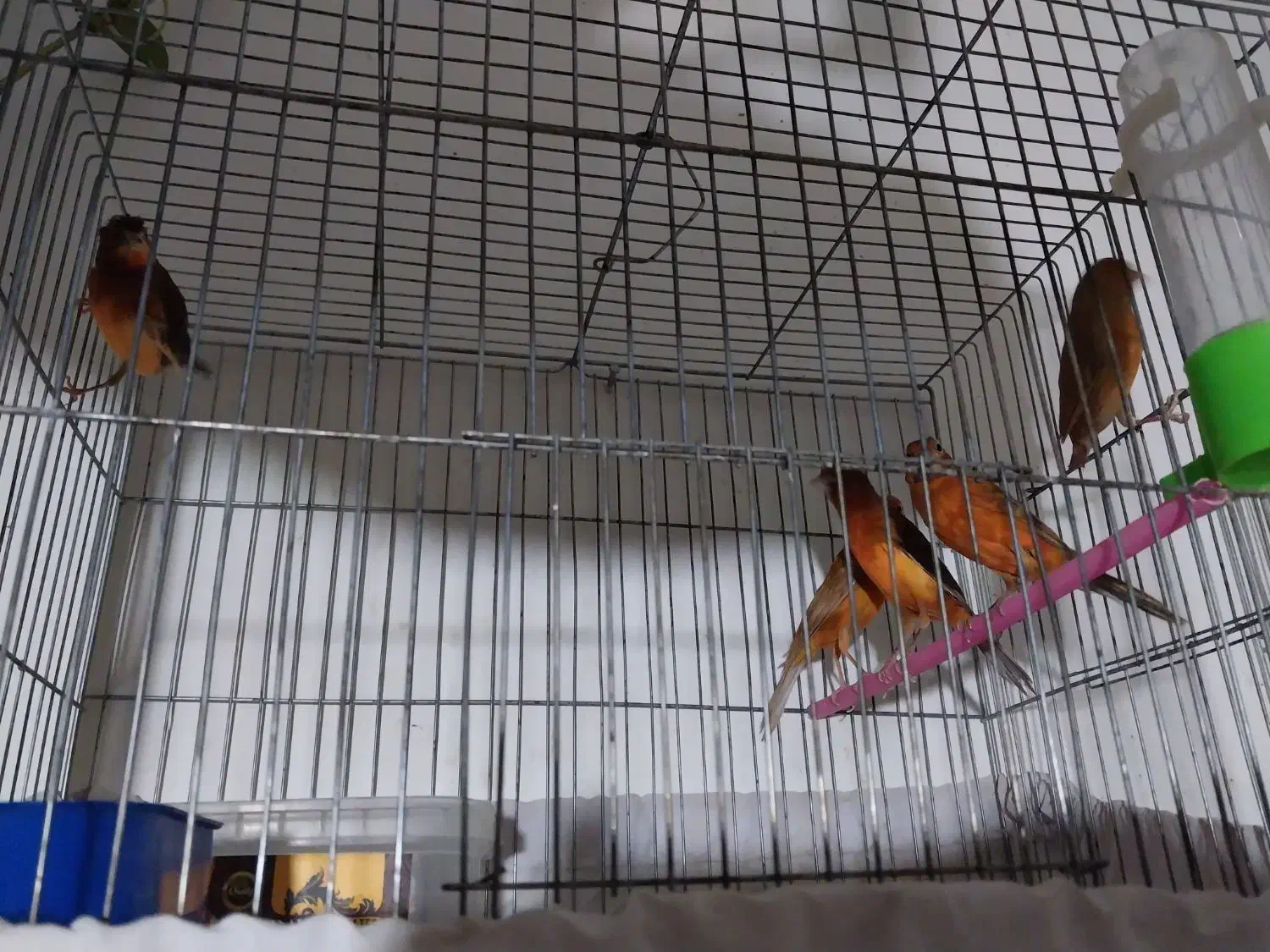 قناری سرخ دارچینی سوخته سرخ طوسی   فسفری سبز،چمنی،|پرنده|شاهین‌شهر, شهرک ردانی پور|دیوار