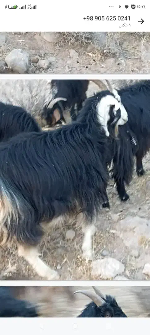 فروش گوسفند|حیوانات مزرعه|شیراز, داریون|دیوار