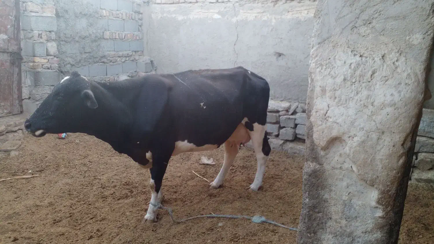 گاو شیری|حیوانات مزرعه|زابل, |دیوار