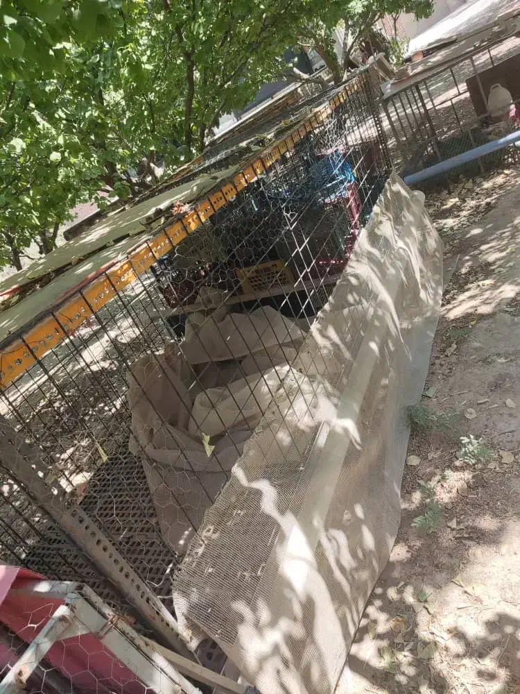 قفس مرغ و خروس|لوازم جانبی حیوانات|رباط‌کریم, منجیل آباد|دیوار