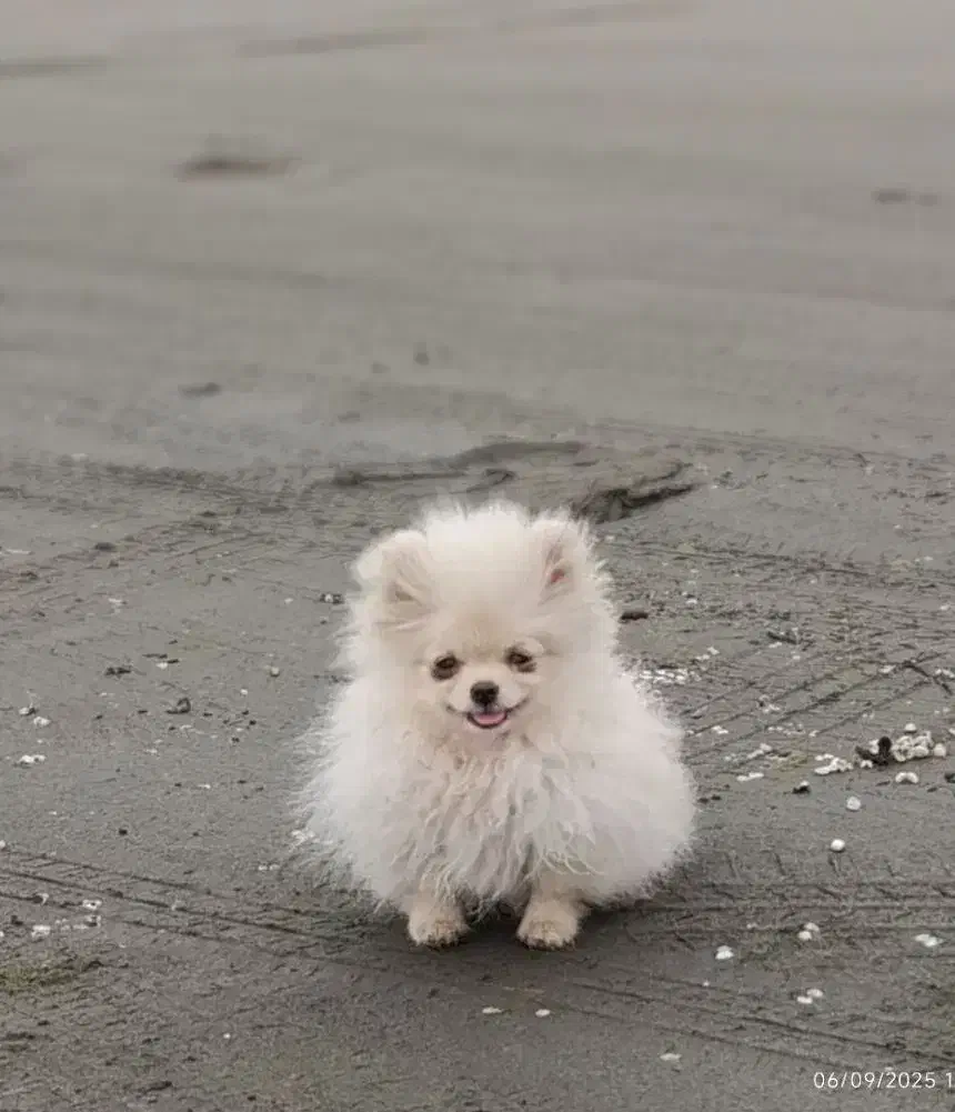 پامر شیتزو|سگ|ارومیه, |دیوار