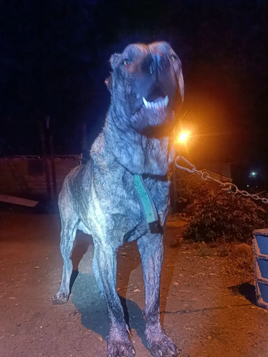 سگ افغان|سگ|سنگر, |دیوار