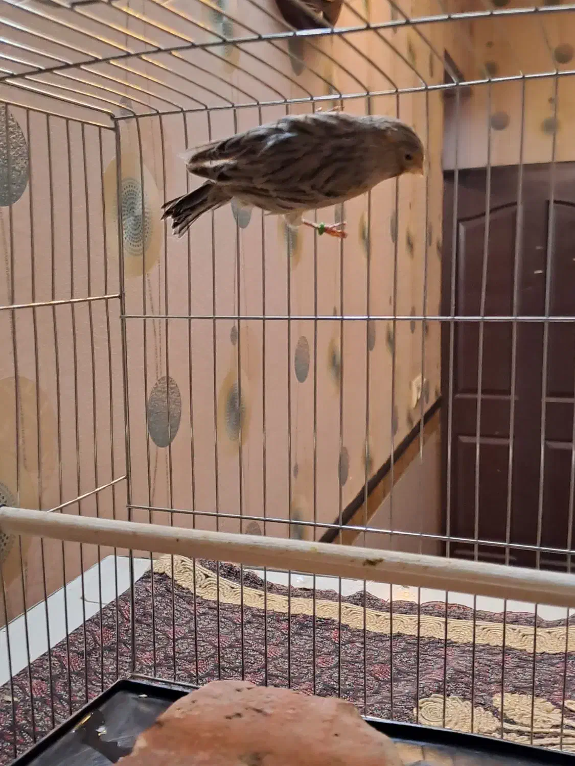 قناری|پرنده|کرمان, |دیوار