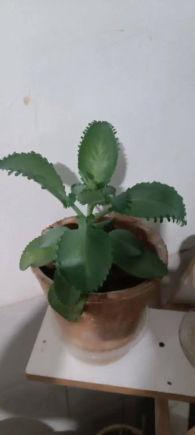 گل معاوضه|گل و گیاه طبیعی|یزد, |دیوار