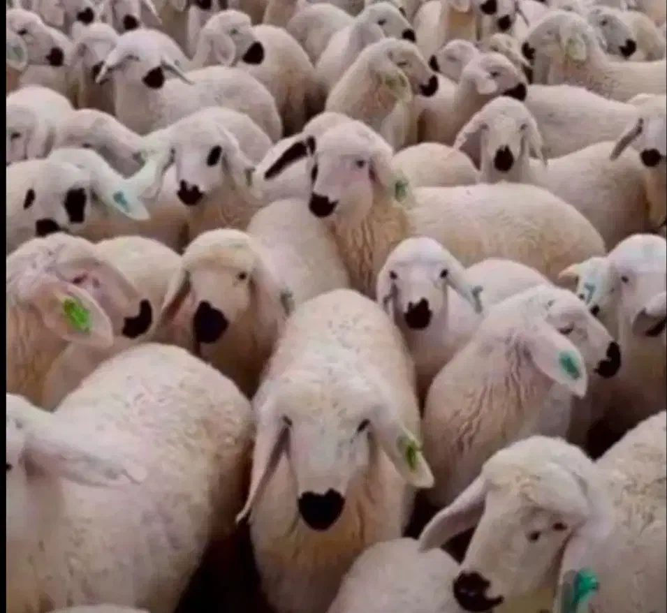 بره گوسفند فروشی درجه یک شبانه روزی|حیوانات مزرعه|شاهین‌شهر, خانه کارگر|دیوار