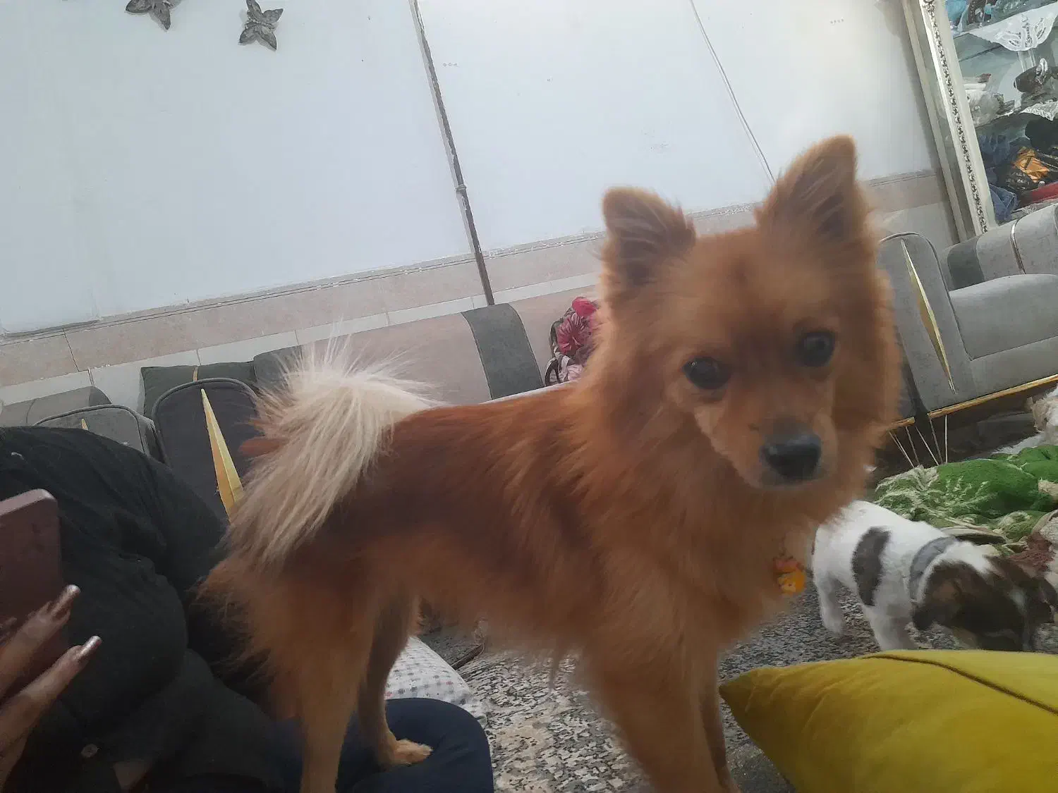 سلام سگ شیتز فلت وتوله معاوضه میکنم با پرنده|سگ|مشهد, رسالت|دیوار