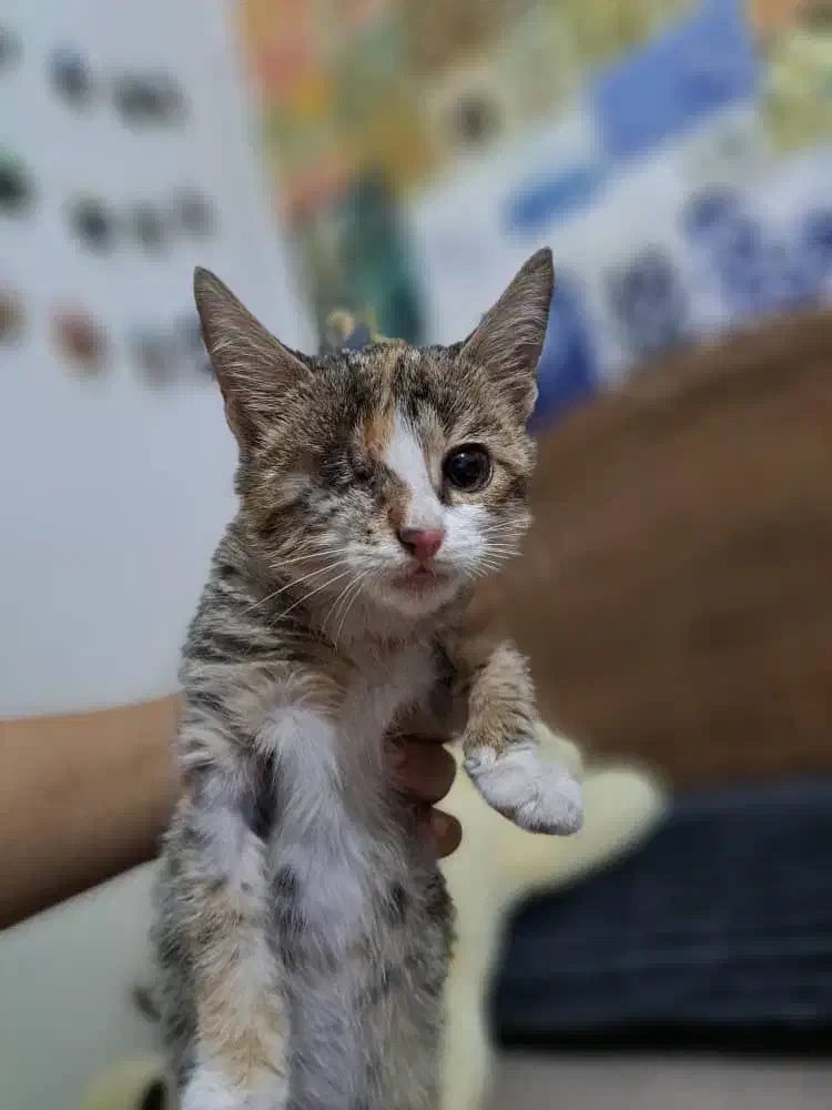 واگذاری بچه‌گربه ۲ماهه|گربه|ری, ظهیرآباد|دیوار