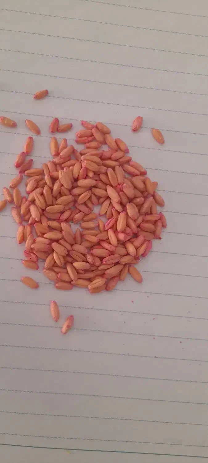 بذر جو و گندم|خدمات باغبانی و درختکاری|کبودرآهنگ, |دیوار