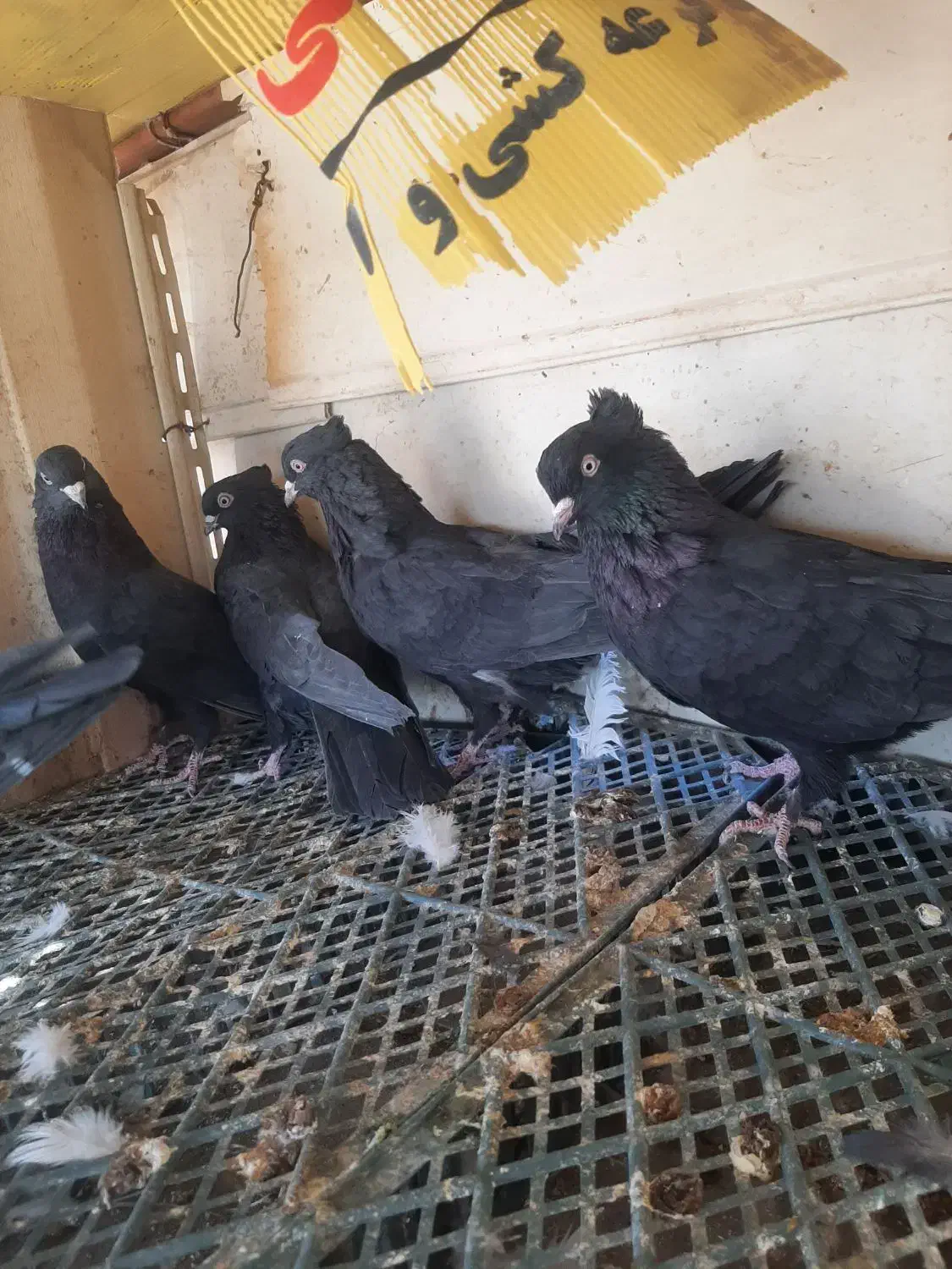 فروش فوری کبوتر بازی کن|پرنده|بم, |دیوار