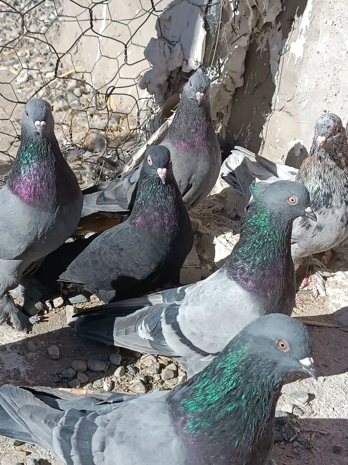 بل نر بازیکن سبز زاغ|پرنده|ریگان, |دیوار