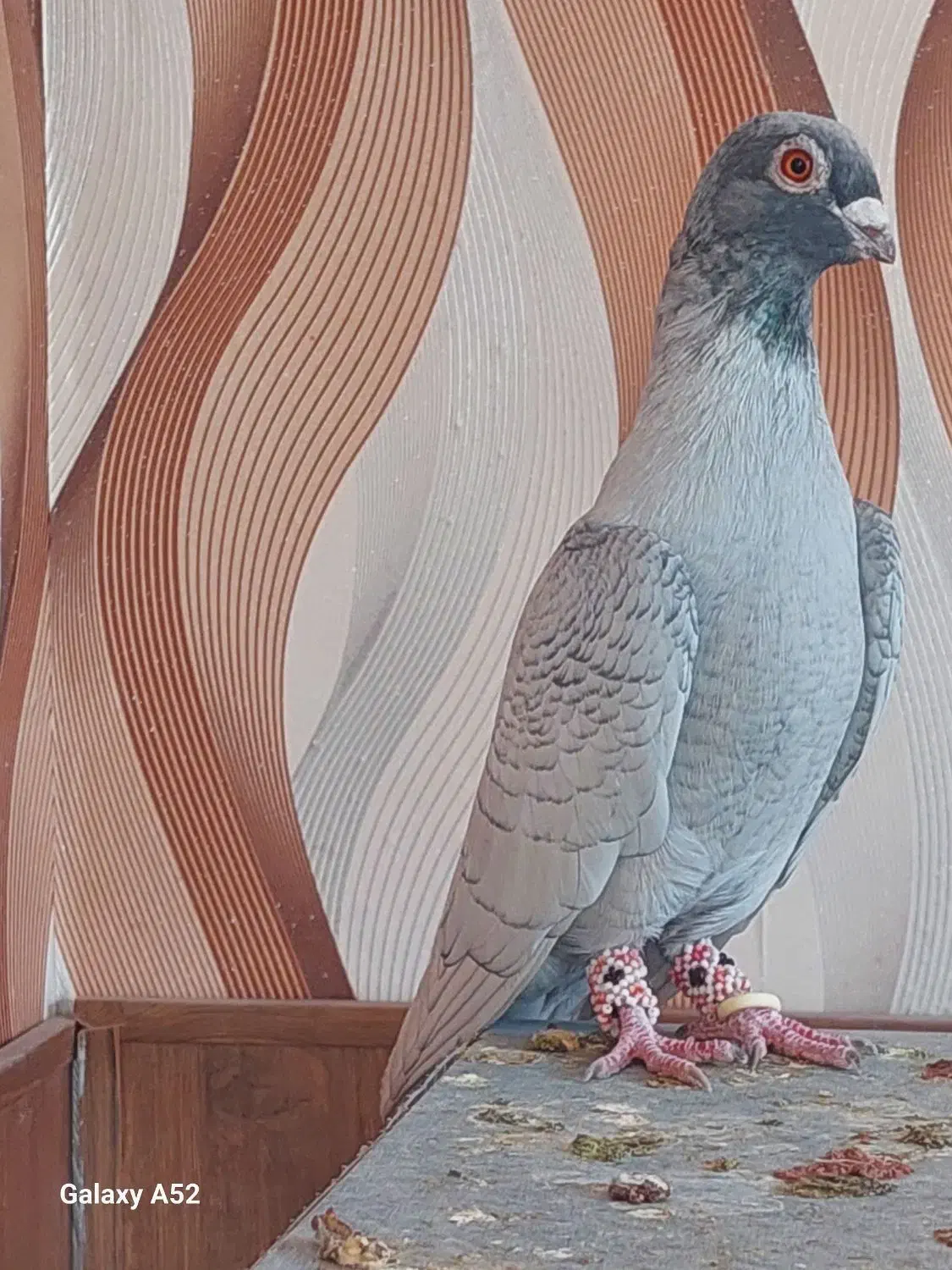 کبوتر هوایی|پرنده|سیدان, |دیوار