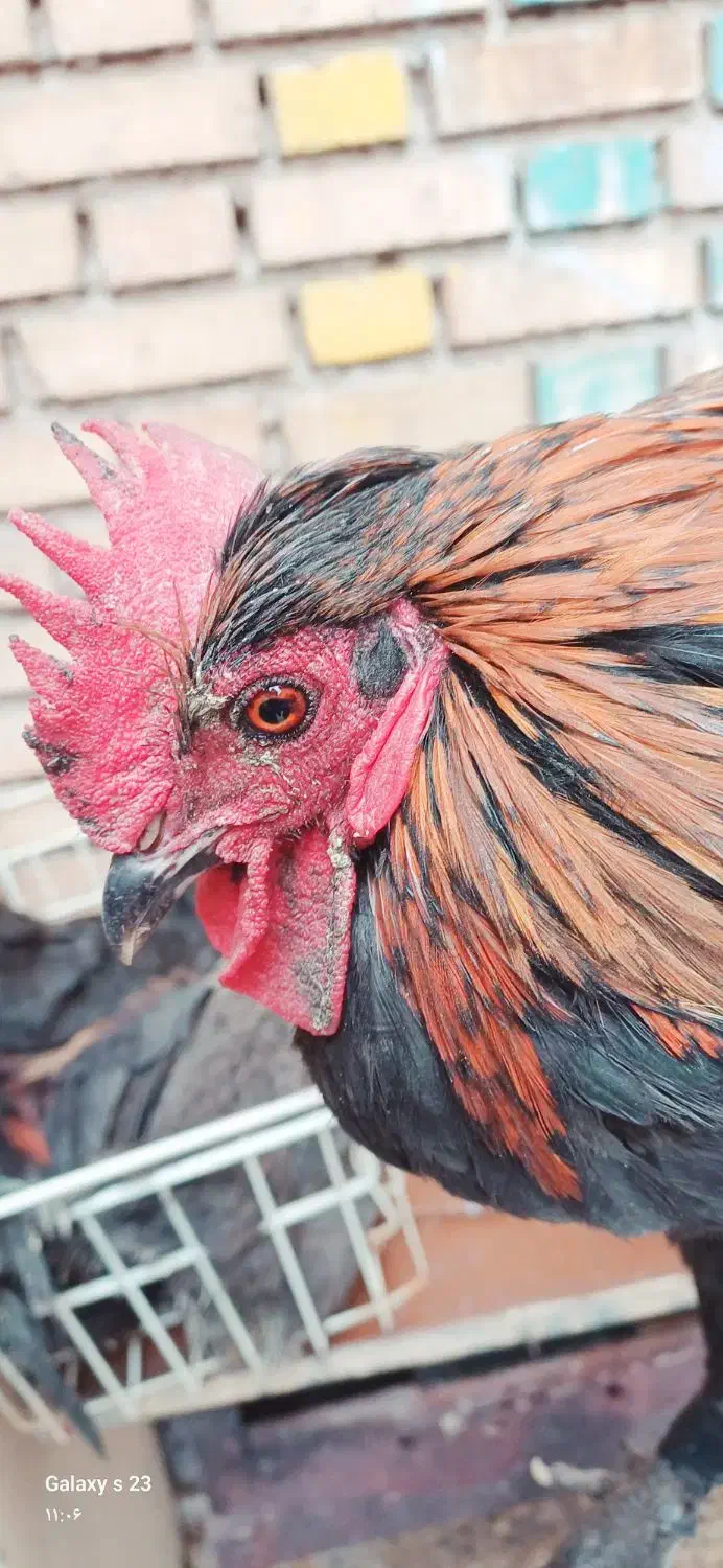 خروس و مرغ|حیوانات مزرعه|خرمشهر, |دیوار