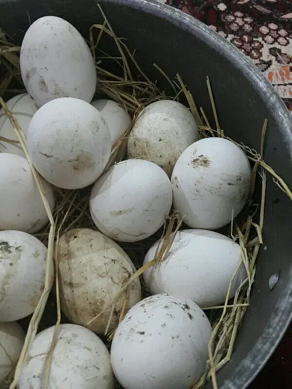 تخم غاز|حیوانات مزرعه|احمدسرگوراب, |دیوار