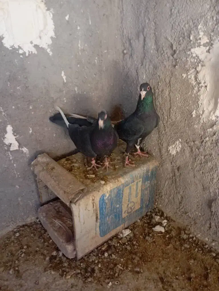 پلنگ دوجفت|پرنده|رفسنجان, |دیوار