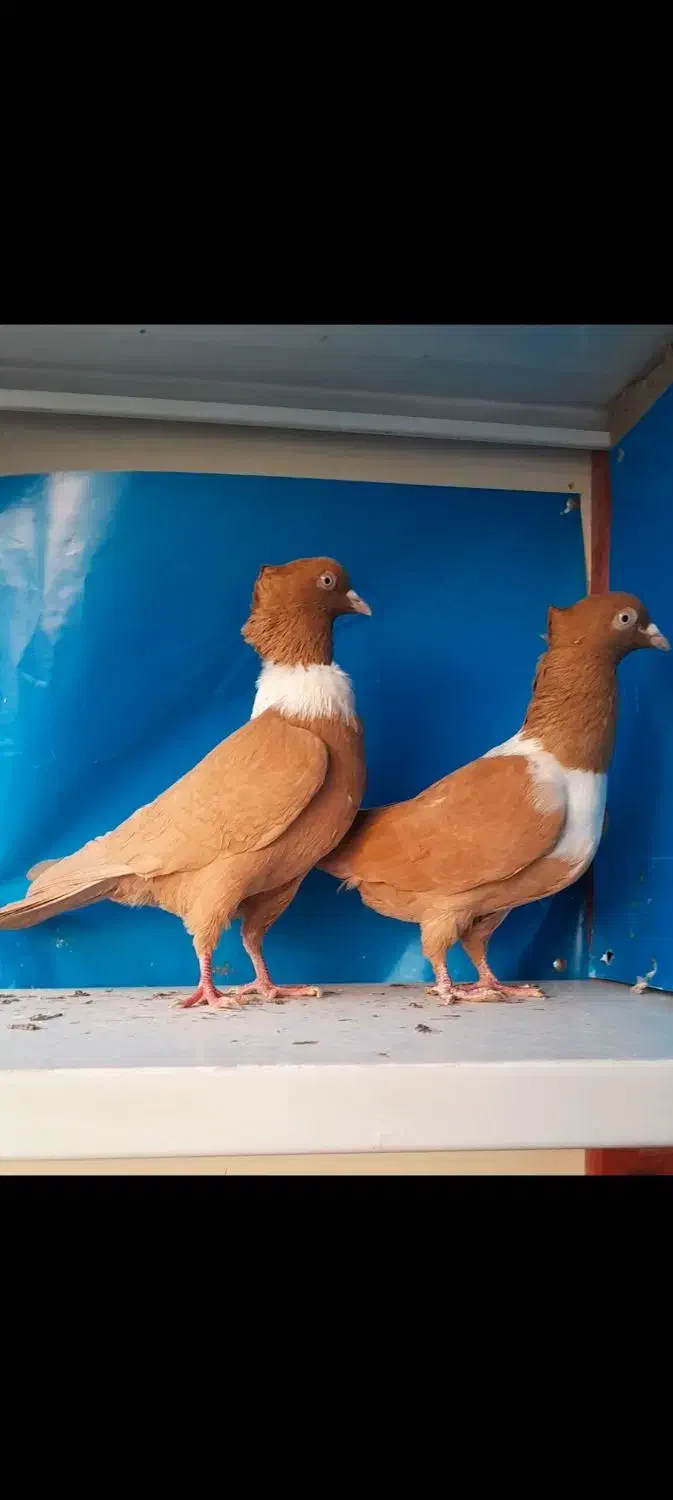 سه تا کلاغ رسمی نواری|پرنده|مشهد, کوی سیدی|دیوار