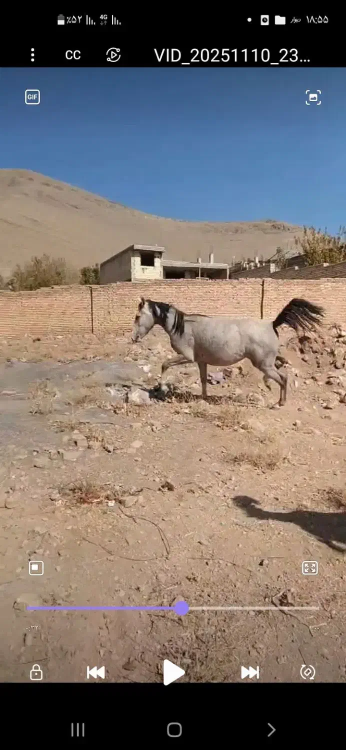 خرید و فروش اسب وقاطر|اسب و تجهیزات اسبسواری|بن, |دیوار