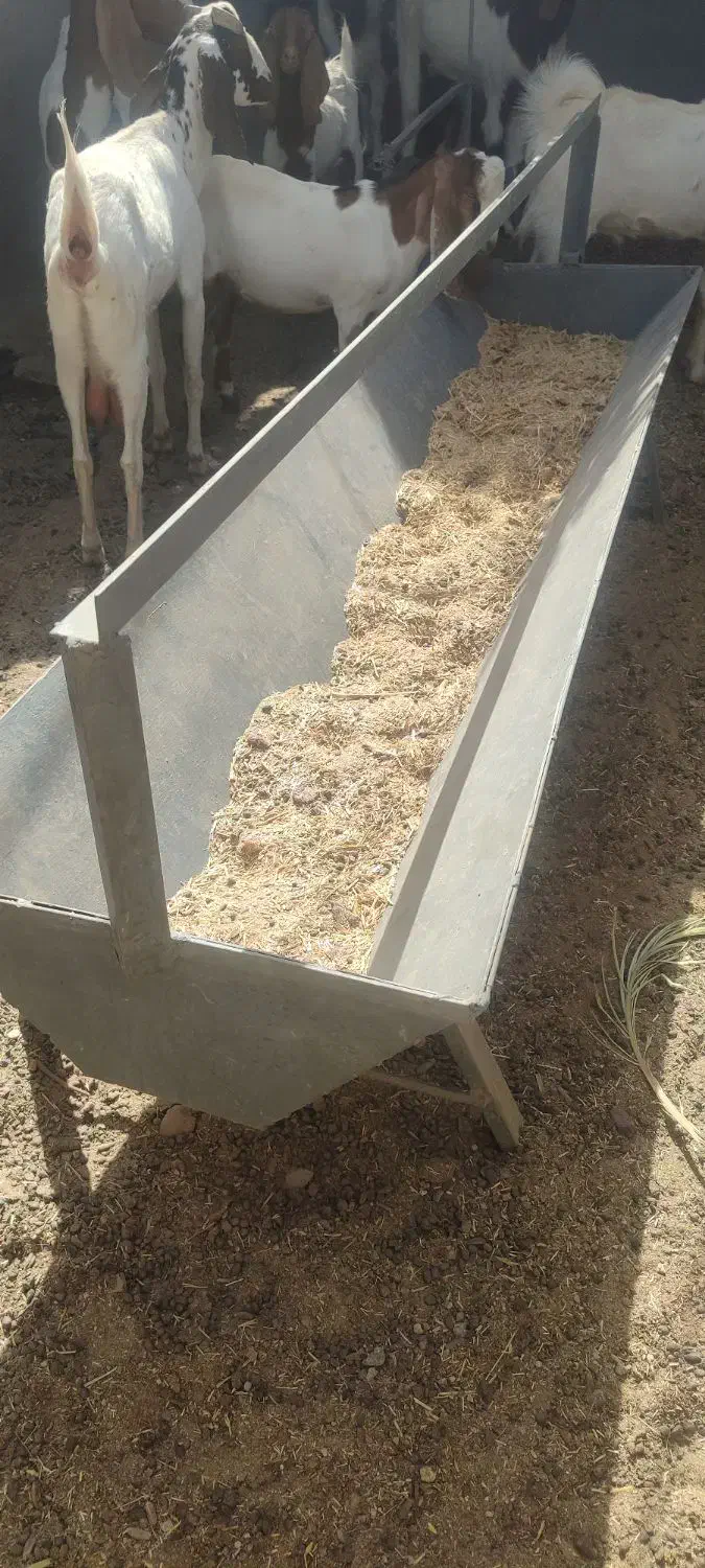 سلام گوسفندهای شما را نقدن خریدارم|حیوانات مزرعه|ریگان, |دیوار