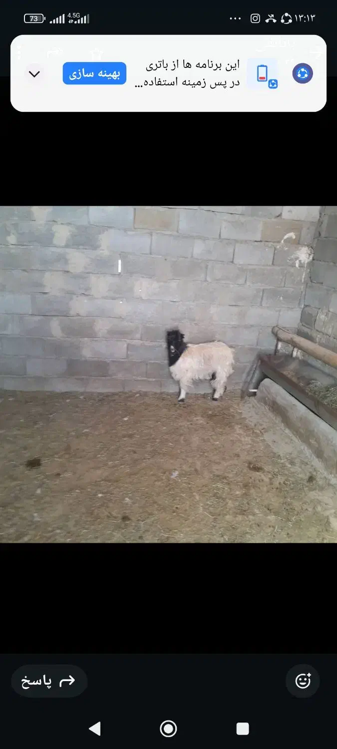 گوسفند،بزغاله‌فروشی|حیوانات مزرعه|گلپایگان, |دیوار