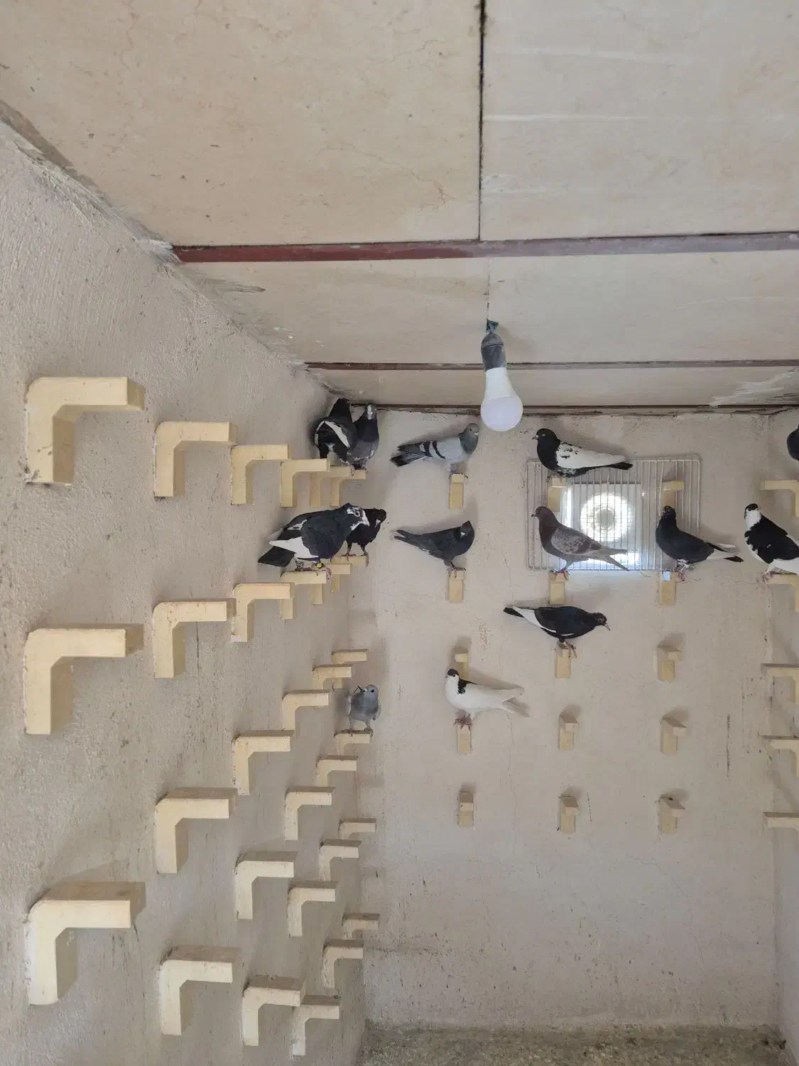 باسلام خدمت شما دوستان عزیز|پرنده|صوفیان, |دیوار