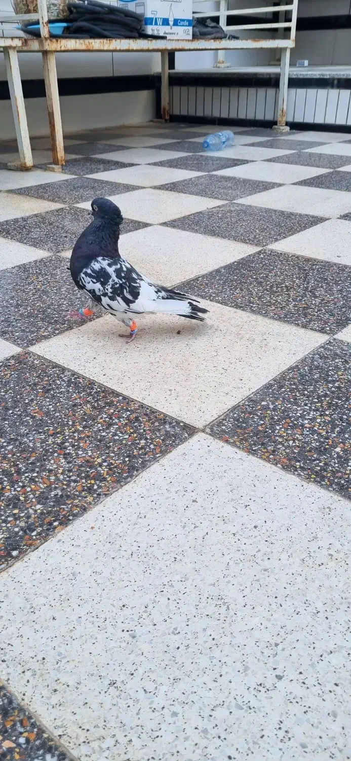 کله سیاه نر|پرنده|شیراز, تندگویان|دیوار