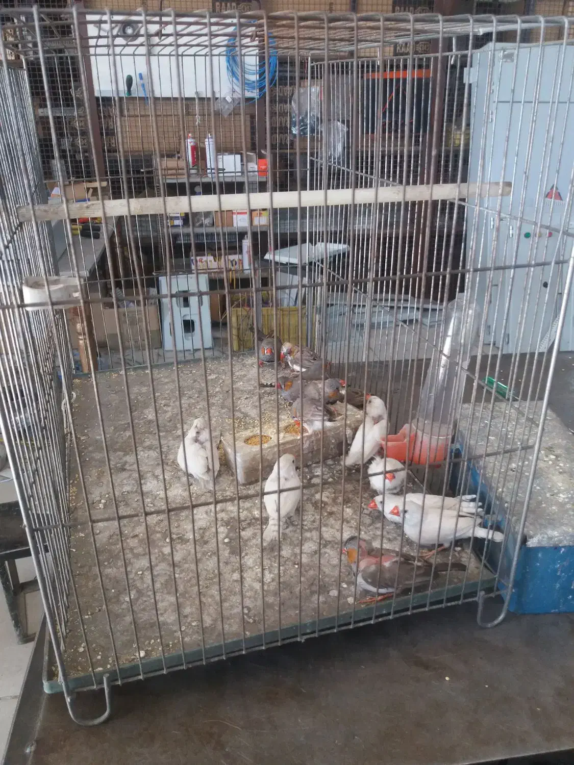 پرنده|پرنده|قزوین, |دیوار