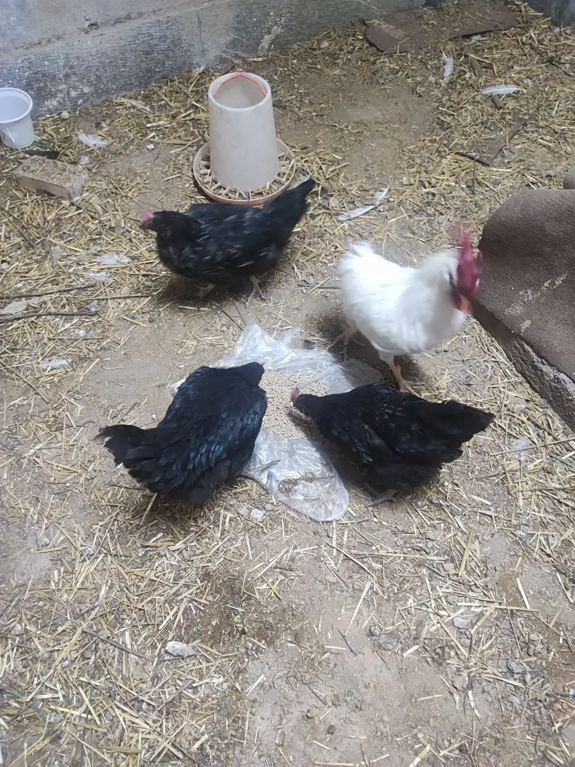 مرغ سیاه|حیوانات مزرعه|مهاجران, |دیوار