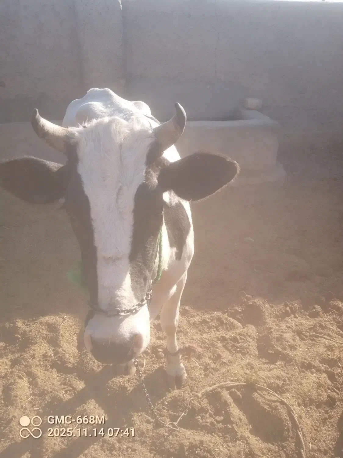 گستر زه اول|حیوانات مزرعه|زابل, |دیوار