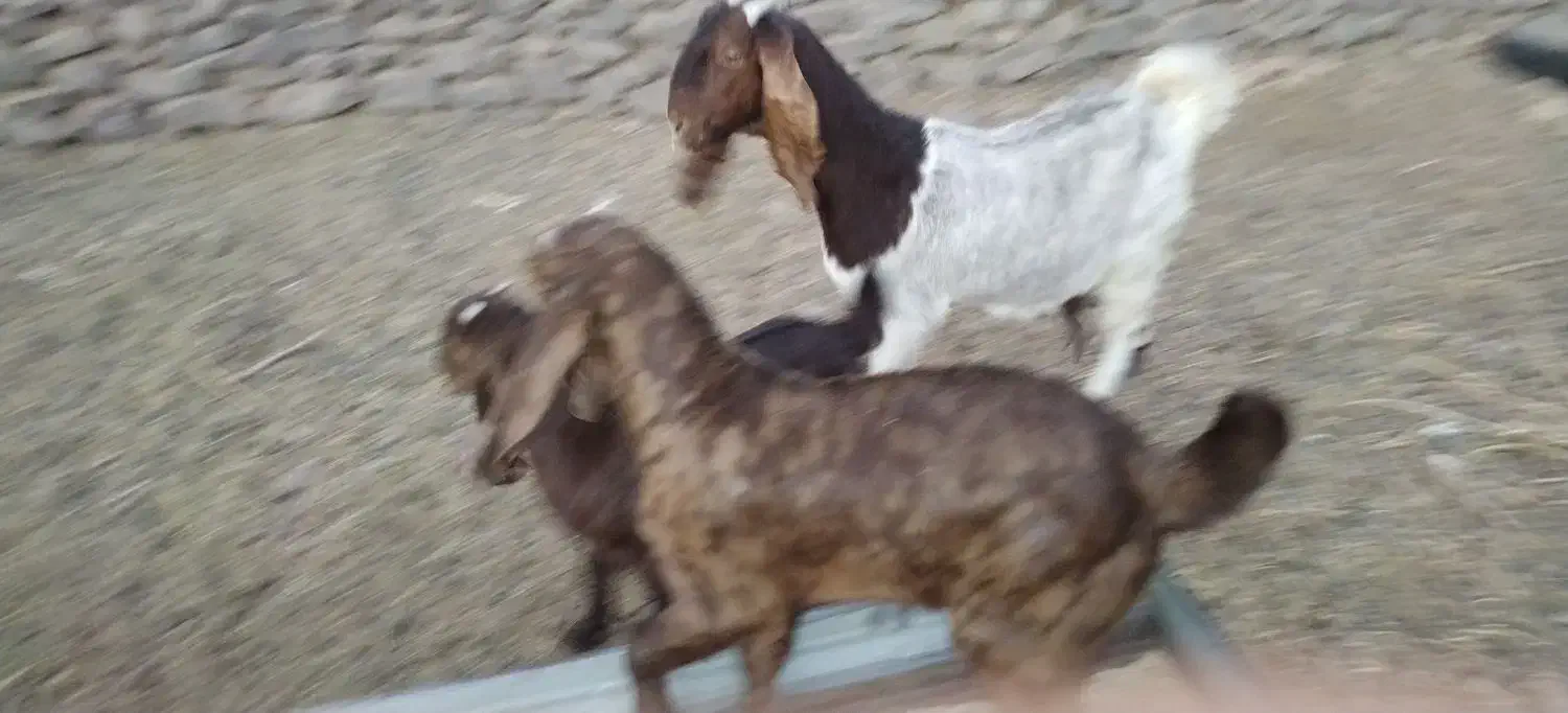 2شاه بز پاکستانی فروشی با5بزغاله 4تانر1ماده|حیوانات مزرعه|بردسکن, |دیوار