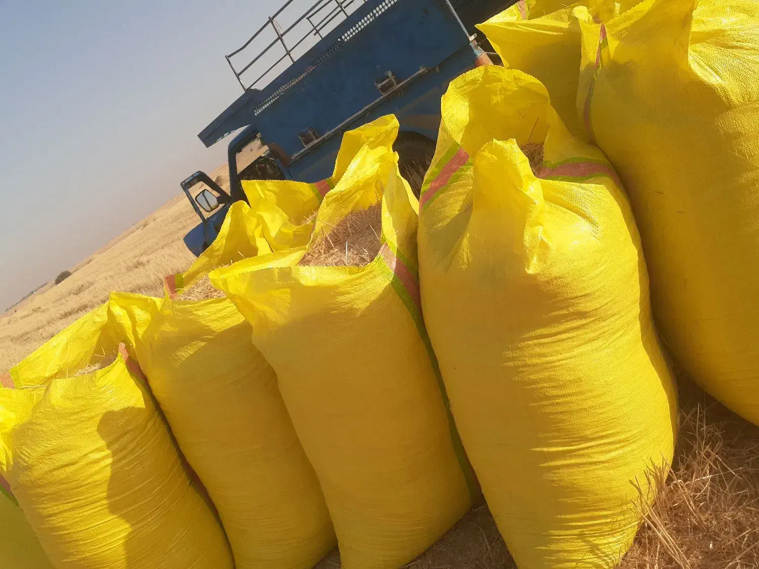 پخش کاه گندموکاه جو دیم سفید نرم ریز.پیک رایگان|حیوانات مزرعه|مسجد سلیمان, |دیوار