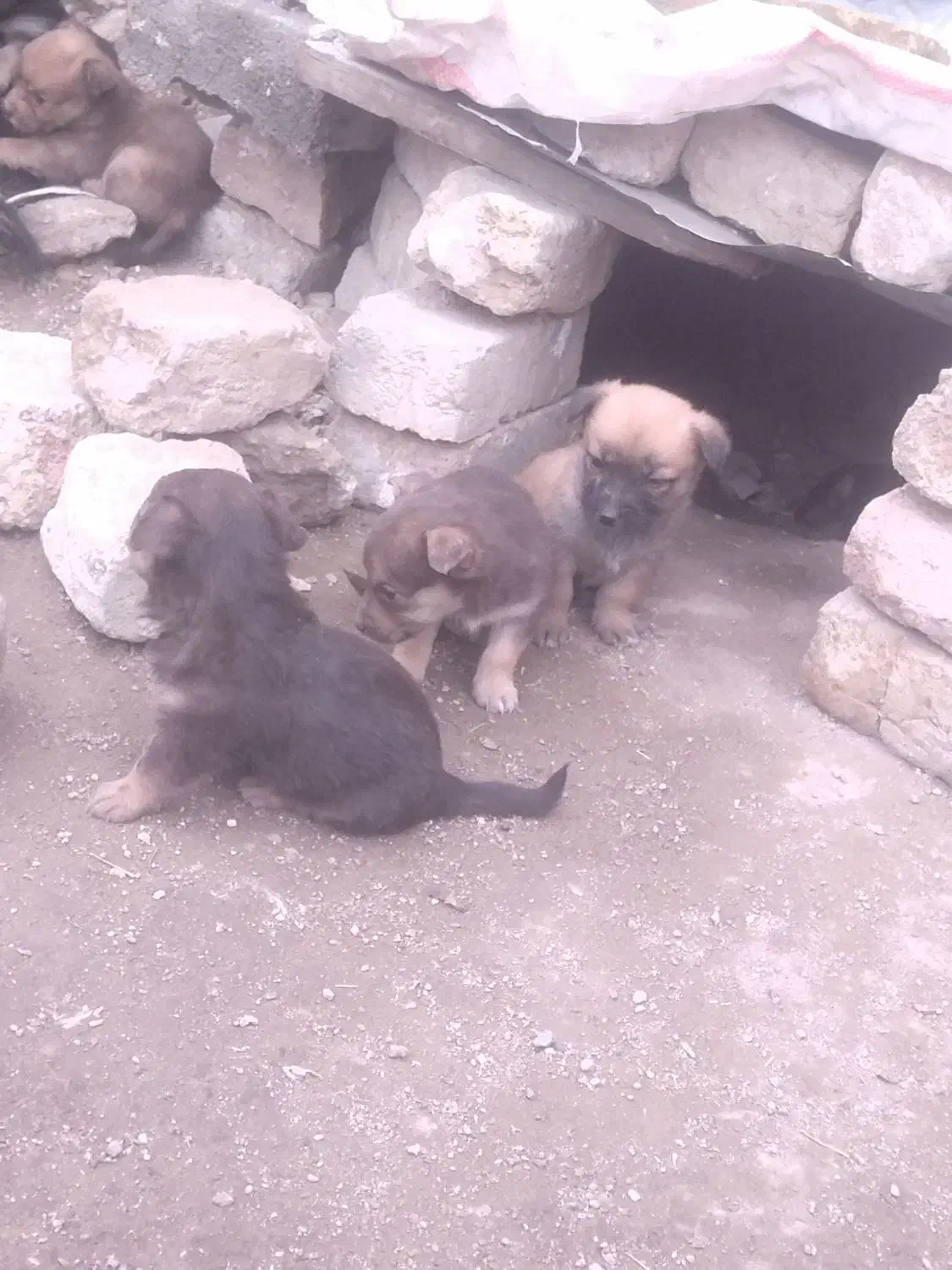 سگ..|سگ|بروجرد, |دیوار