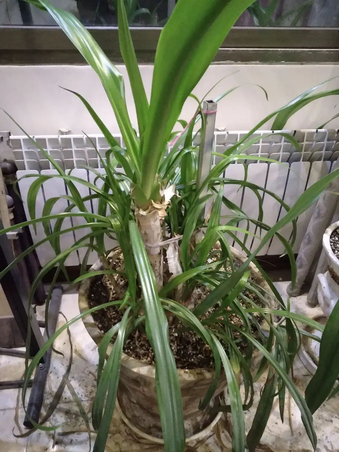 یک عدد گل|گل و گیاه طبیعی|اصفهان, پوریای ولی|دیوار