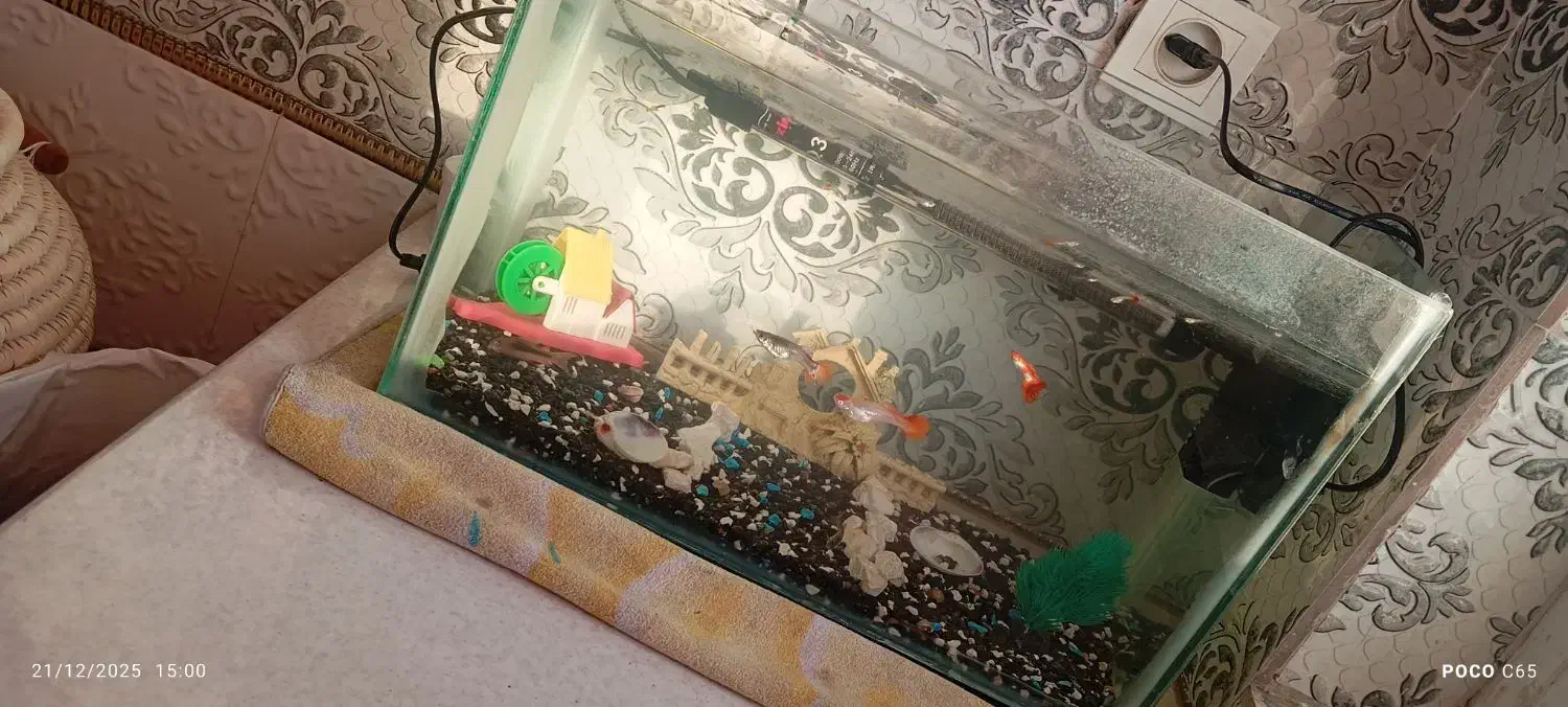 آکواریوم ماهی|ماهی|مشهد, ثامن|دیوار