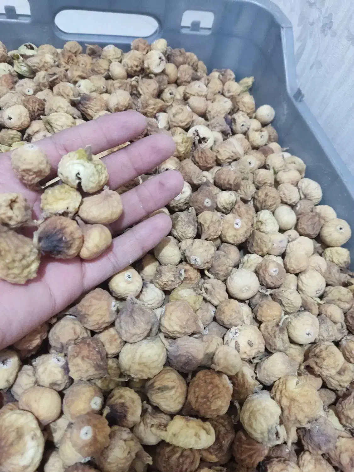 انجیر ارگانیک استهبان|خوردنی و آشامیدنی|شیراز, شهرک پرواز|دیوار