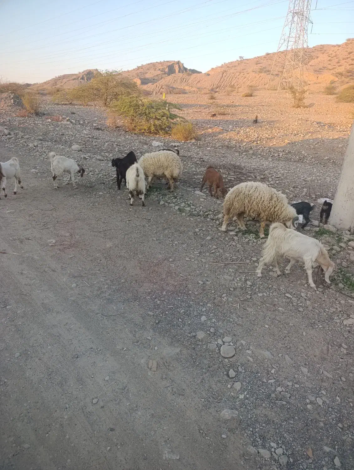 بز و بره|حیوانات مزرعه|میناب, |دیوار