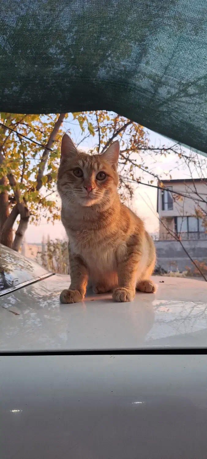 واگذاری گربه های DSH|گربه|دماوند, دماوند|دیوار