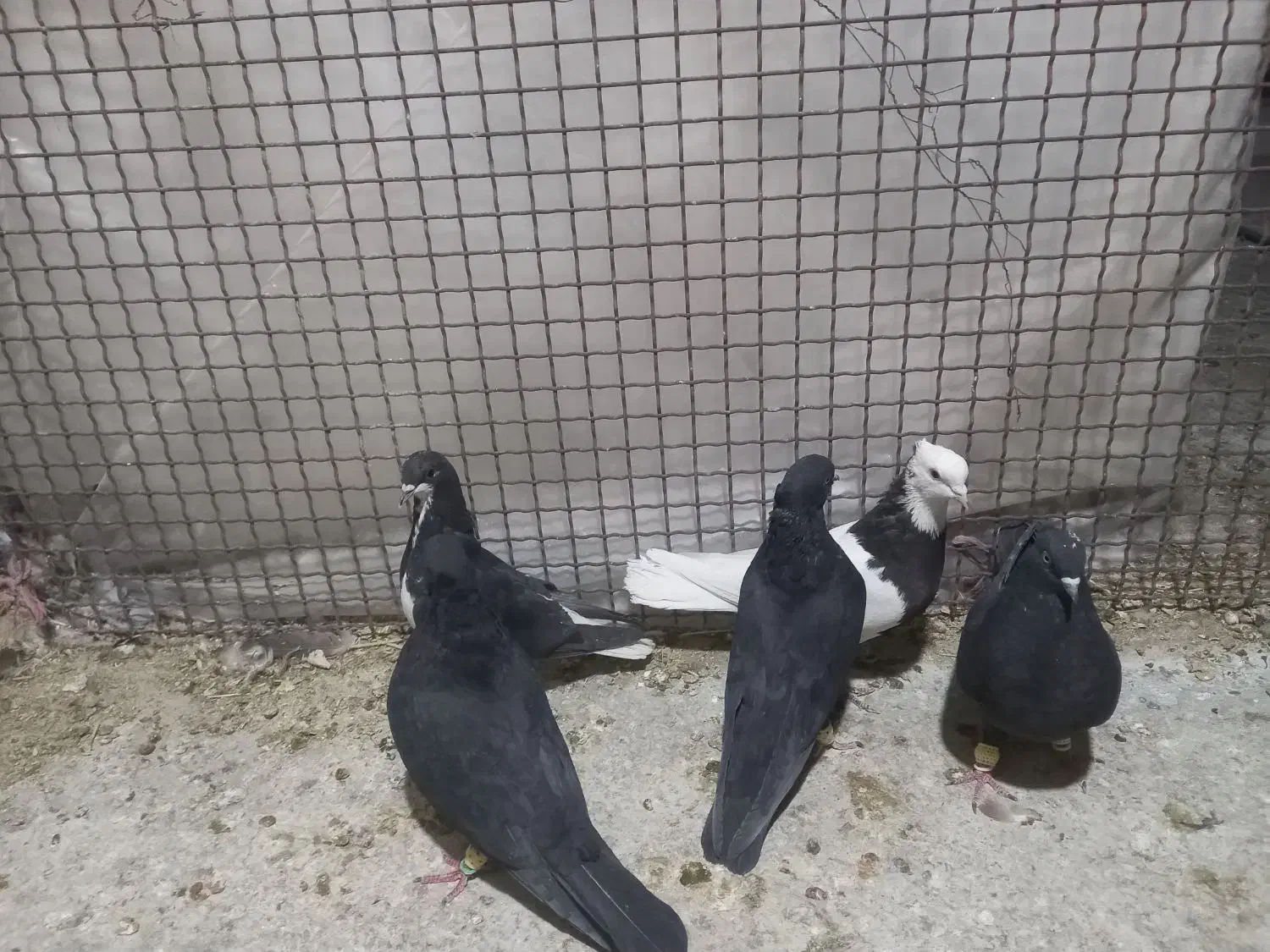 سیاه بهبانی و طوقی و شهری سیاه|پرنده|مرودشت, ابوذر جنوبی|دیوار