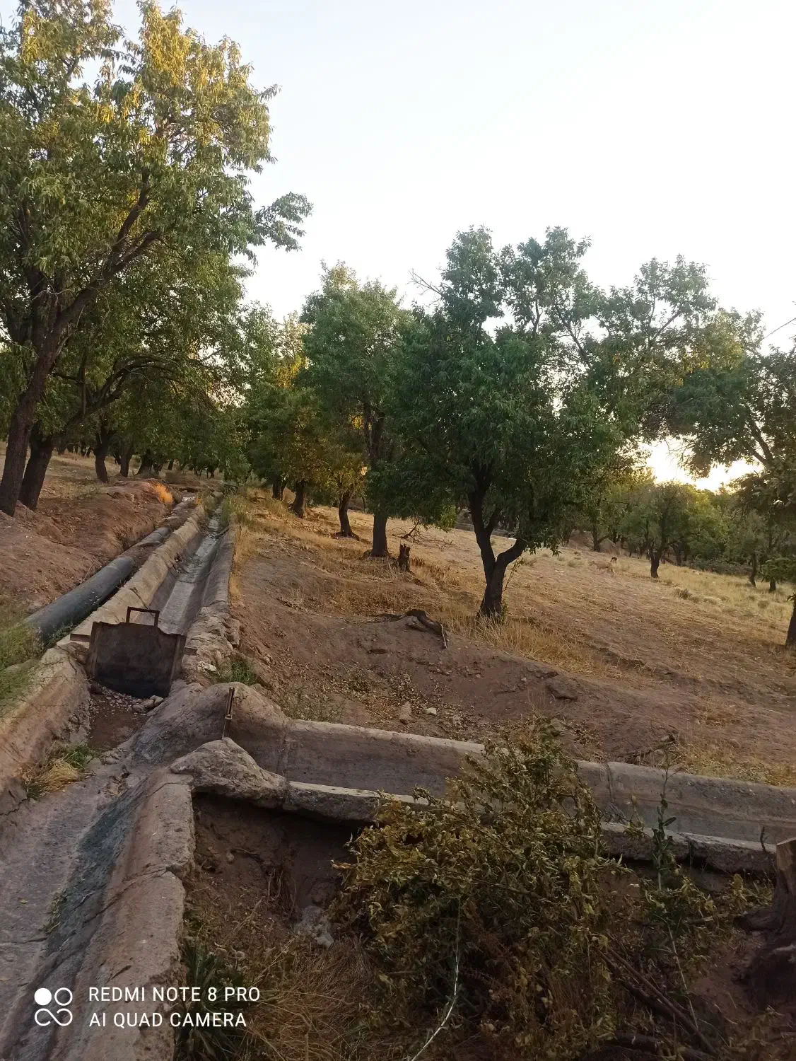 زمین باغ فروشی|فروش دفتر صنعتی، کشاورزی، تجاری|پاریز, |دیوار