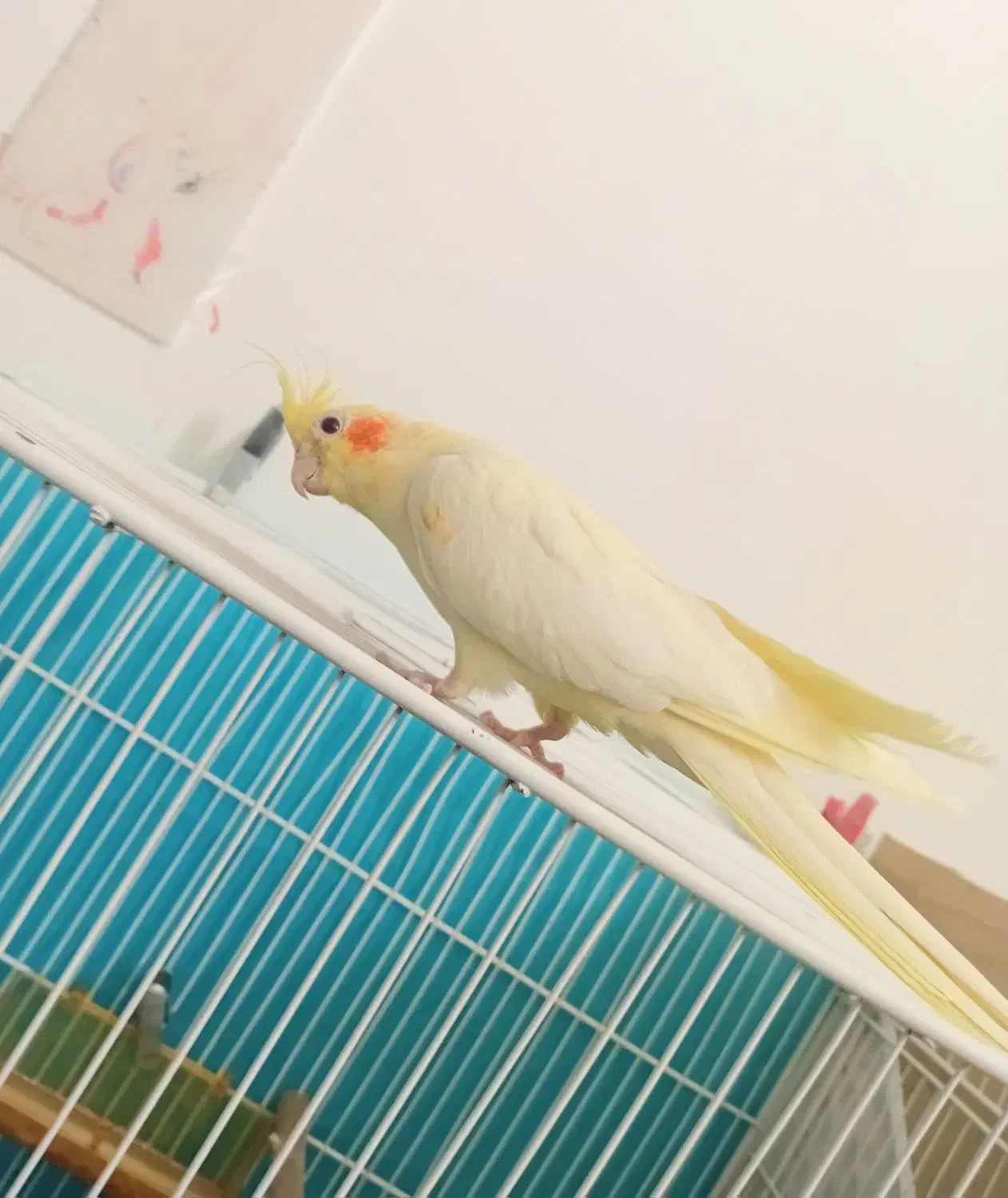 عروس هلندی ماده|پرنده|قائن, |دیوار