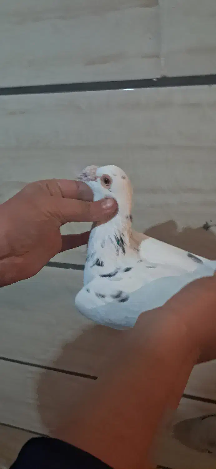 کبوتر هفت رنگ و پلاکی|پرنده|قزوین, |دیوار