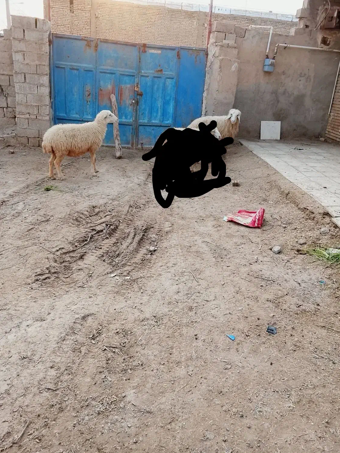 حمیدیه|حیوانات مزرعه|حمیدیه, |دیوار