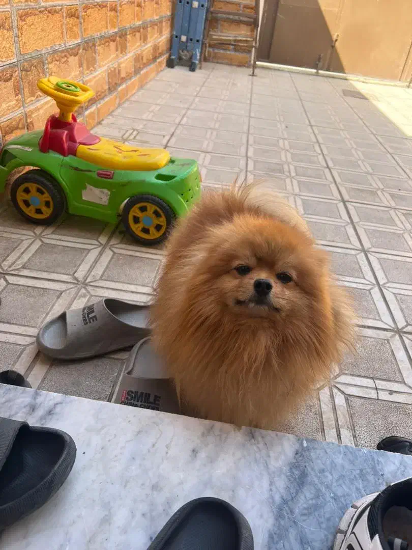 پامر انیان نر دو سر خرسی|سگ|بندرعباس, |دیوار