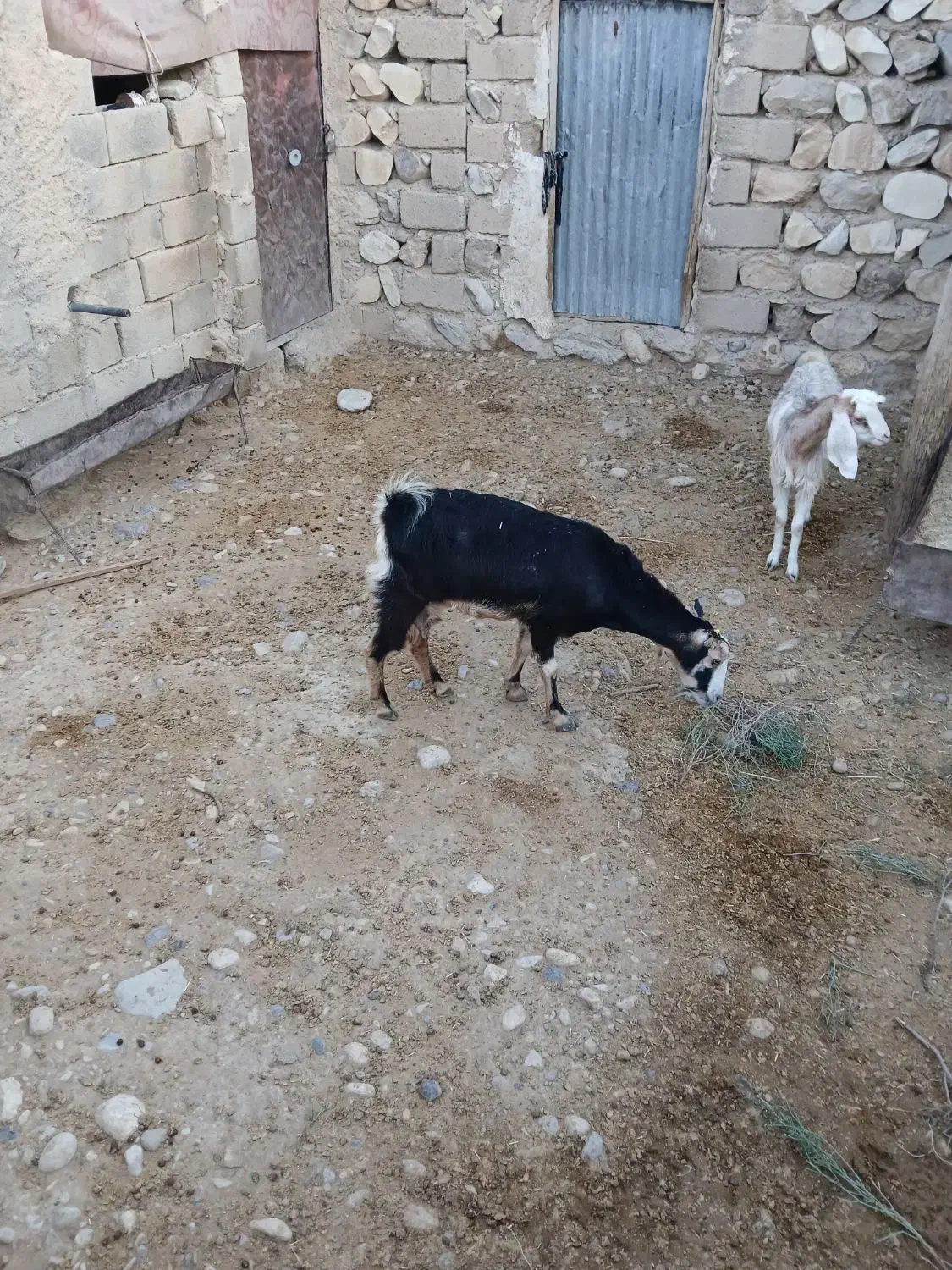 فروش دام|حیوانات مزرعه|مهران (ایلام), |دیوار