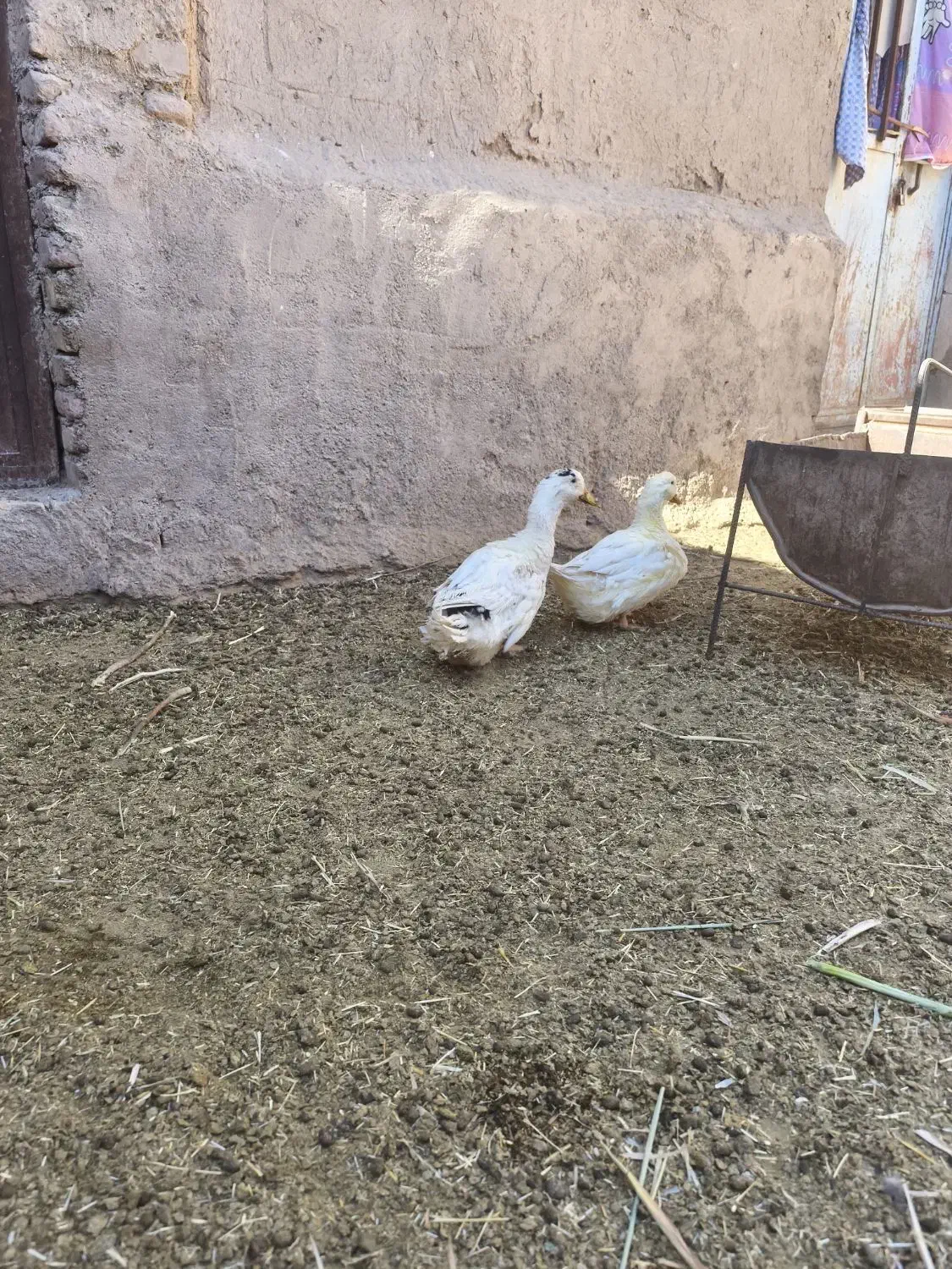 اردک|حیوانات مزرعه|خوسف, |دیوار