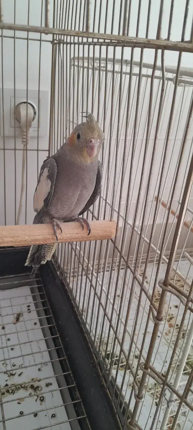 عروس هلندی ۴ماهه دستی|پرنده|بجنورد, |دیوار