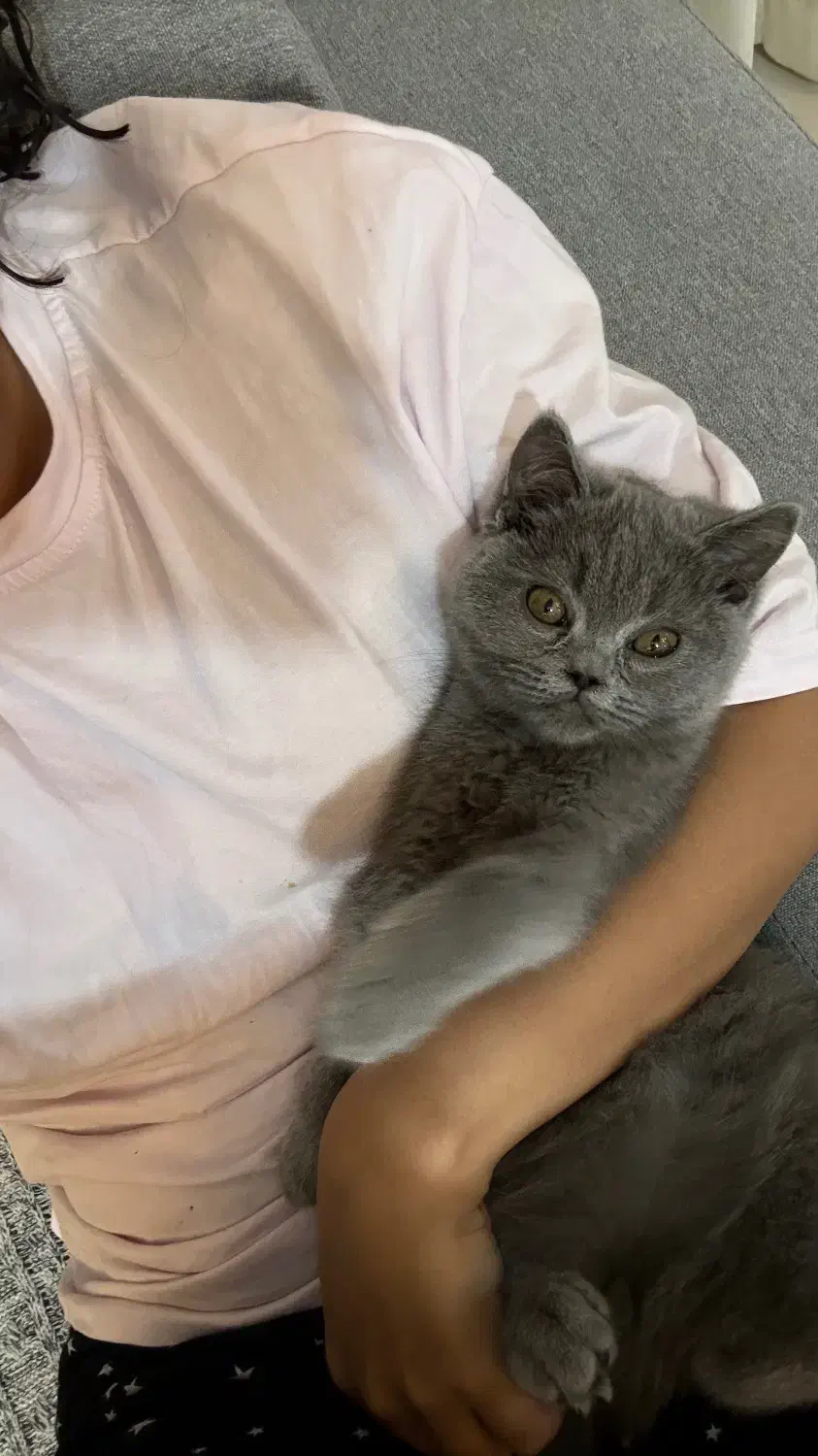 گربه بریتیش بلو|گربه|بندرعباس, |دیوار