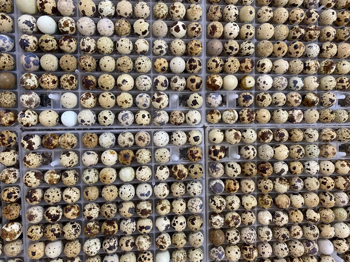 تخم نطفه دار بلدرچین با هچ ۸۵ تا ۹۰ درصد ضمانتی|حیوانات مزرعه|مشهد, ایمان|دیوار