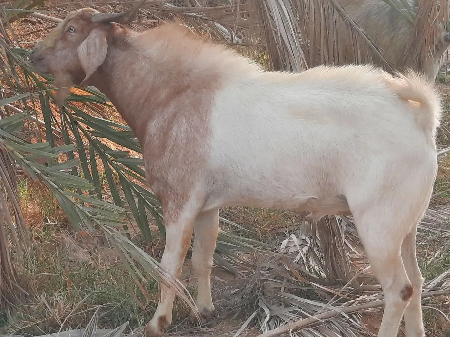 کهره چاق|حیوانات مزرعه|سعدآباد, |دیوار