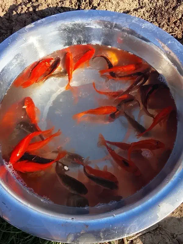 ماهی قرمز|ماهی|قرق, |دیوار