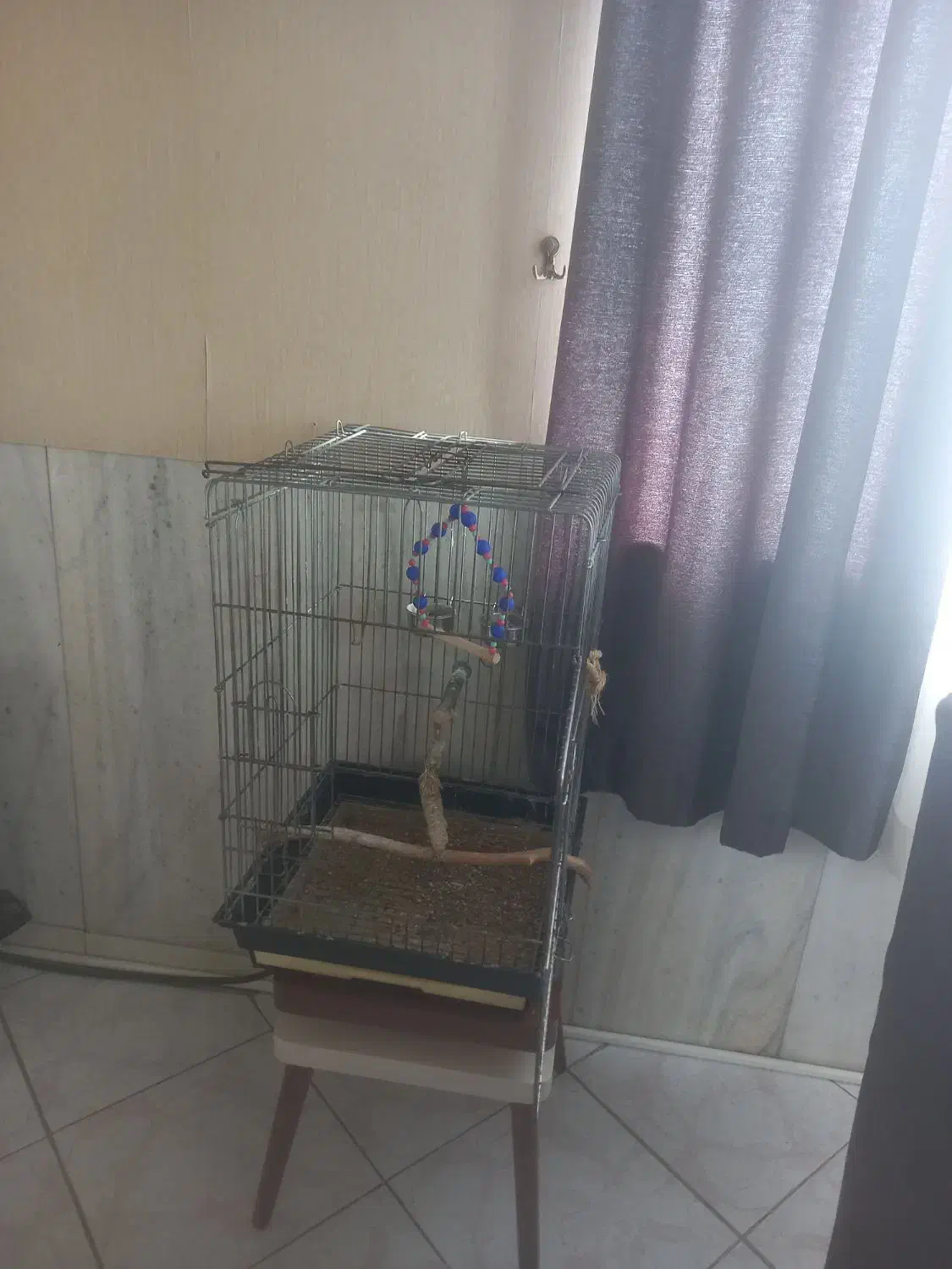 عروس هلندی|پرنده|ری, هاشمآباد|دیوار